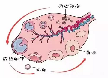 成都生殖专科医院 告诉你多大的卵泡排卵才能怀孕?