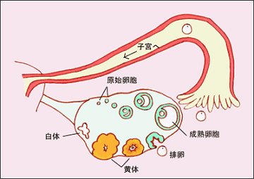 成都公立生殖专科医院怎么样