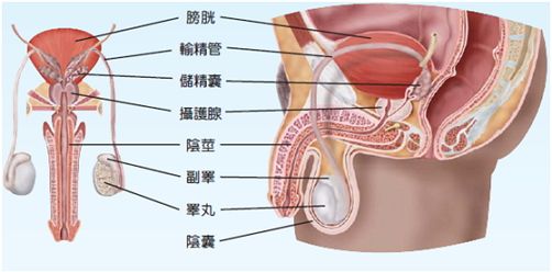 睾丸活检的临床诊断意义