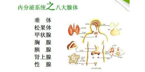 内分泌失调，到底该如何科学检查？